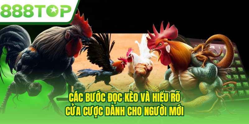 Các bước đọc kèo và hiểu rõ cửa cược dành cho người mới